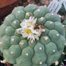 Lophopora fricii weiße Blüten